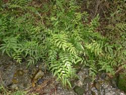 Blechnum minus. Plants growing at side of damp track.
 Image: L.R. Perrie © Leon Perrie CC BY-NC 3.0 NZ